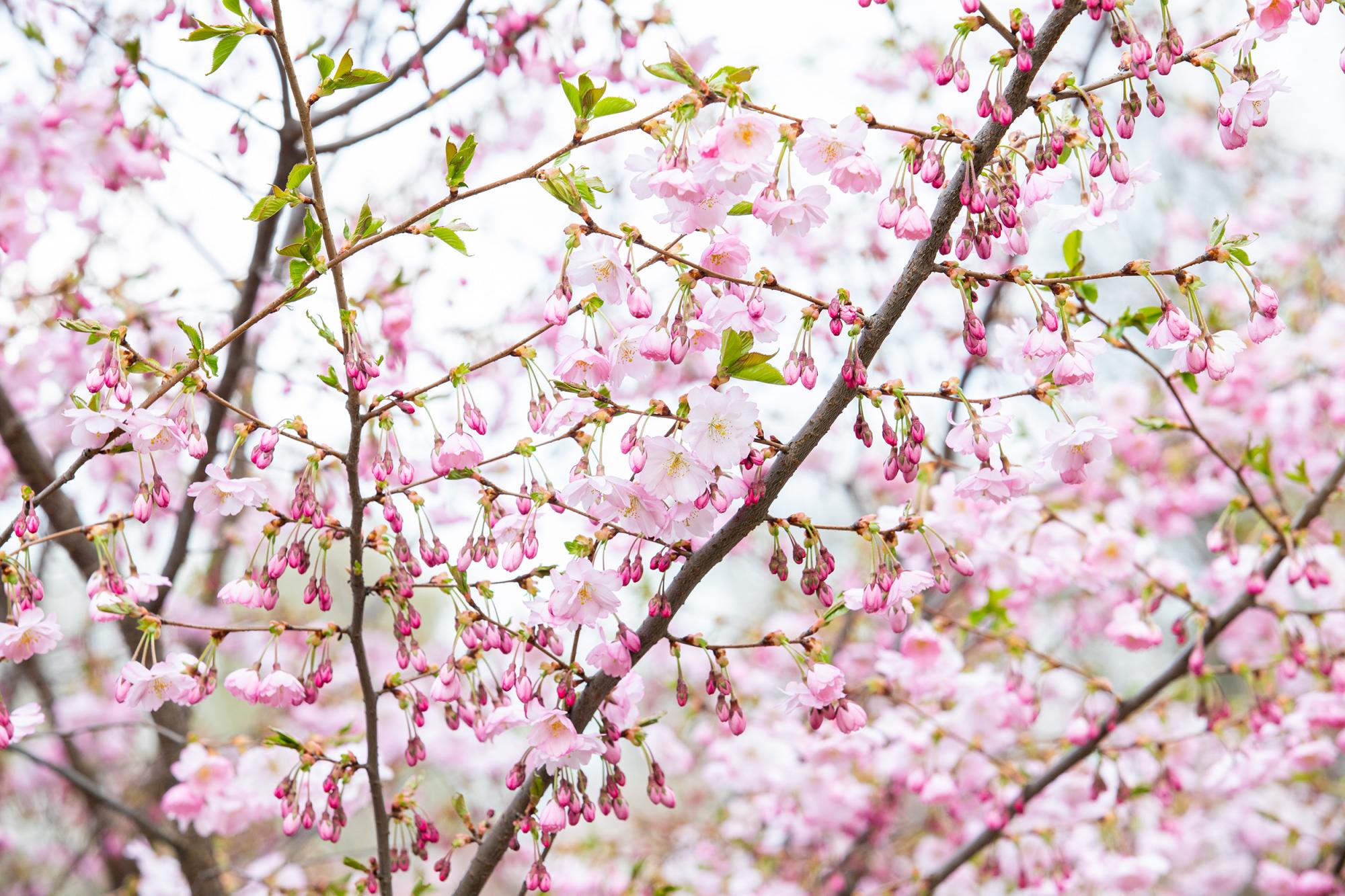 У Києві розцвіли магнолії і сакури: де побачити цю красу